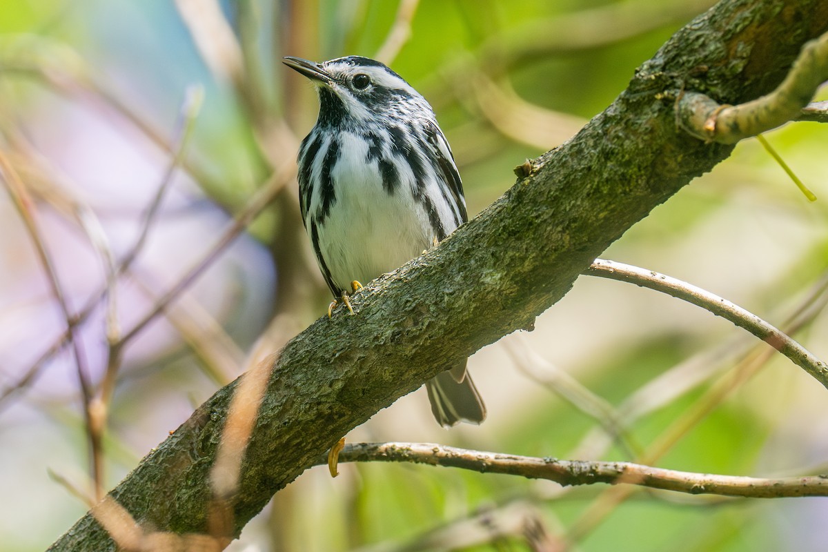 Black-and-white Warbler - Riley Metcalfe