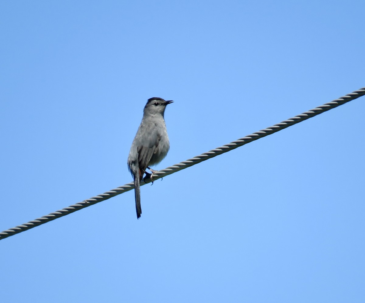 Gray Catbird - Ann Tanner