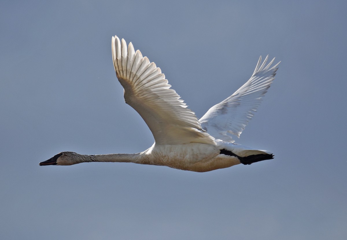 Trumpeter Swan - Tracy W  🐦