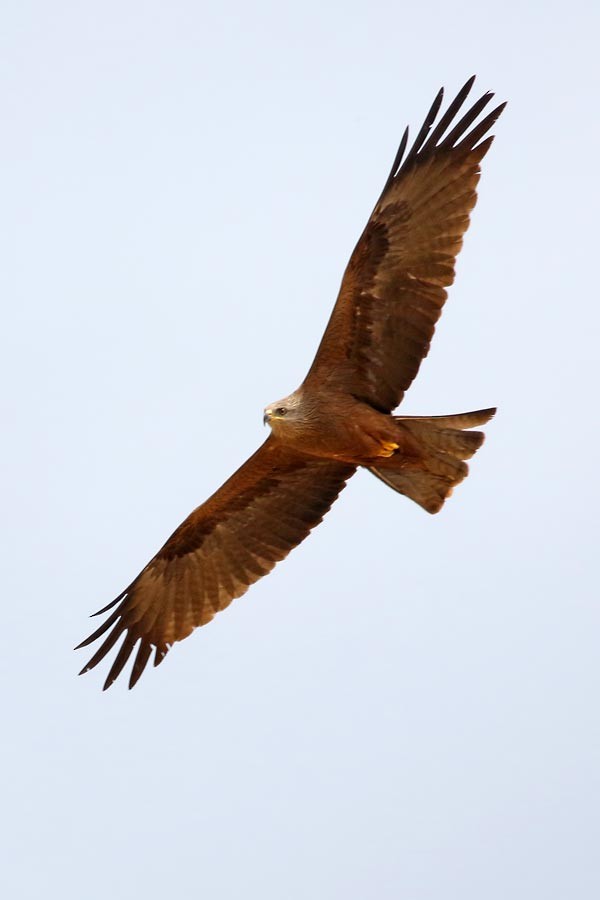 Black Kite - ML618885380