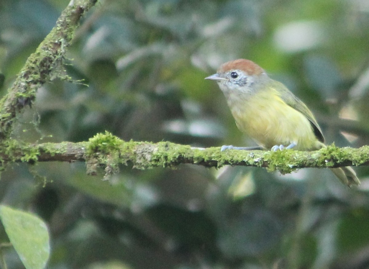 Rufous-crowned Greenlet - Miguel  Magro
