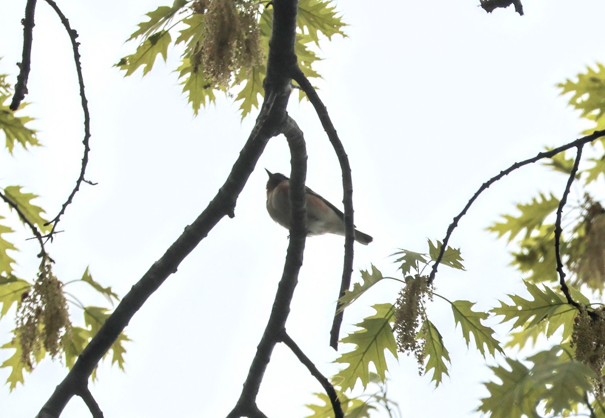 Bay-breasted Warbler - Mathias Bitter