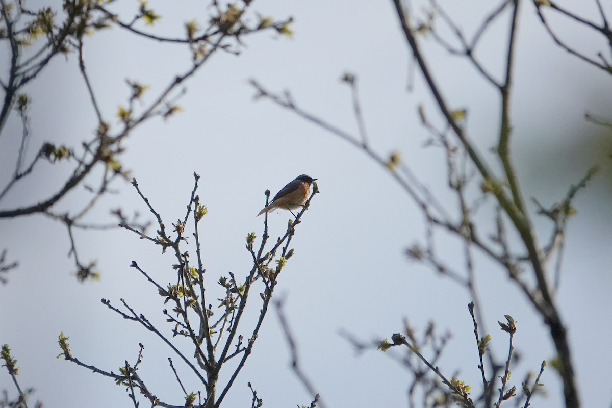 Common Redstart - ML618885407