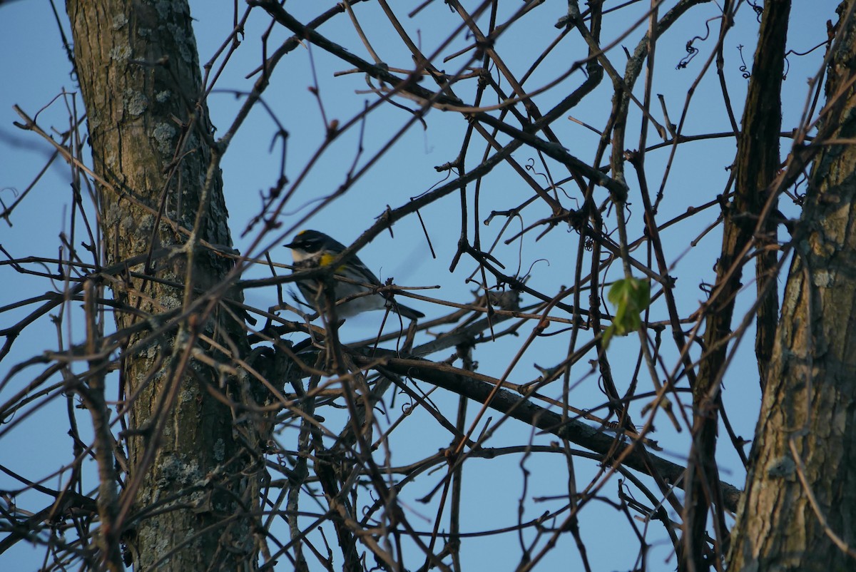 Yellow-rumped Warbler - Robert Huxley