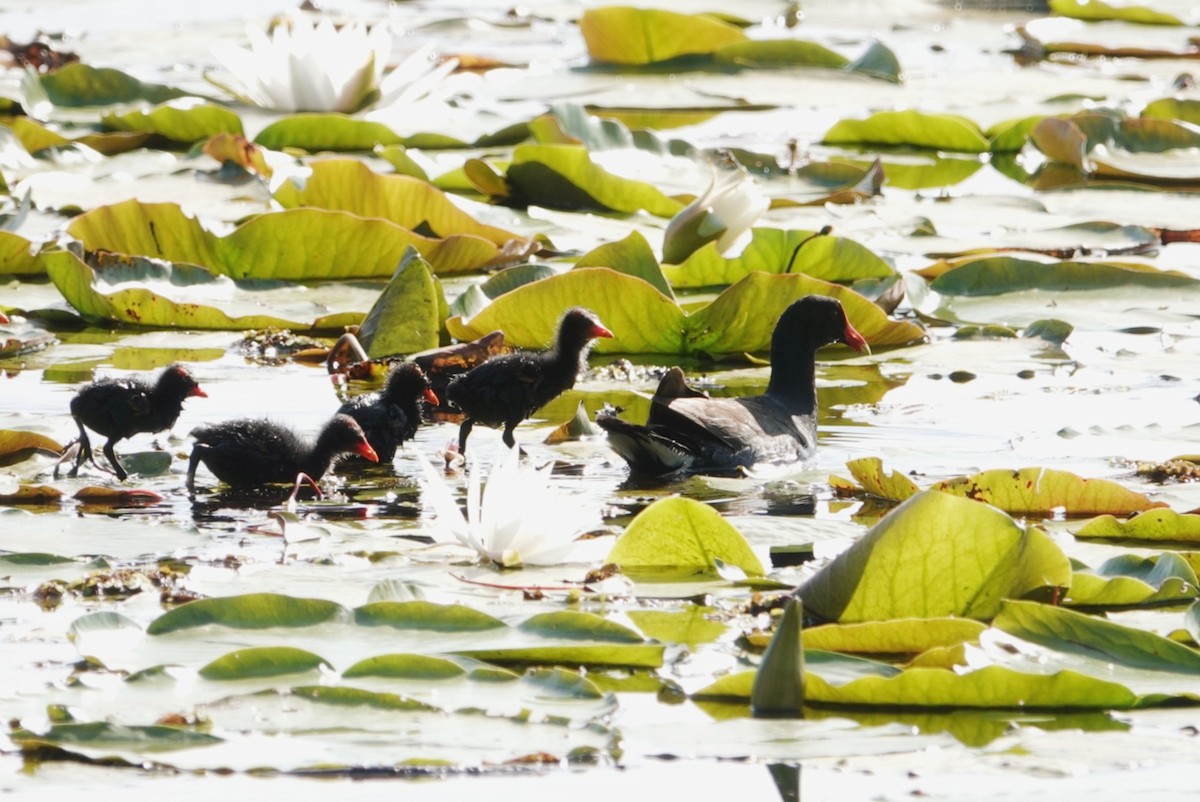 Common Gallinule - deborah grimes