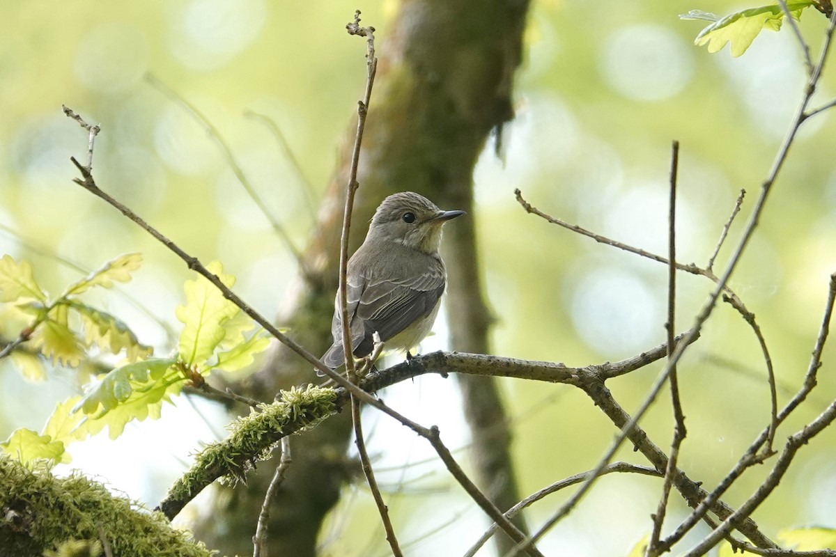 Spotted Flycatcher - ML618885432