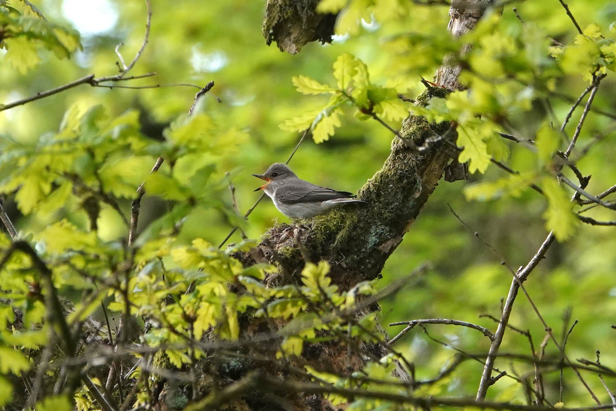 Spotted Flycatcher - Ray Scally