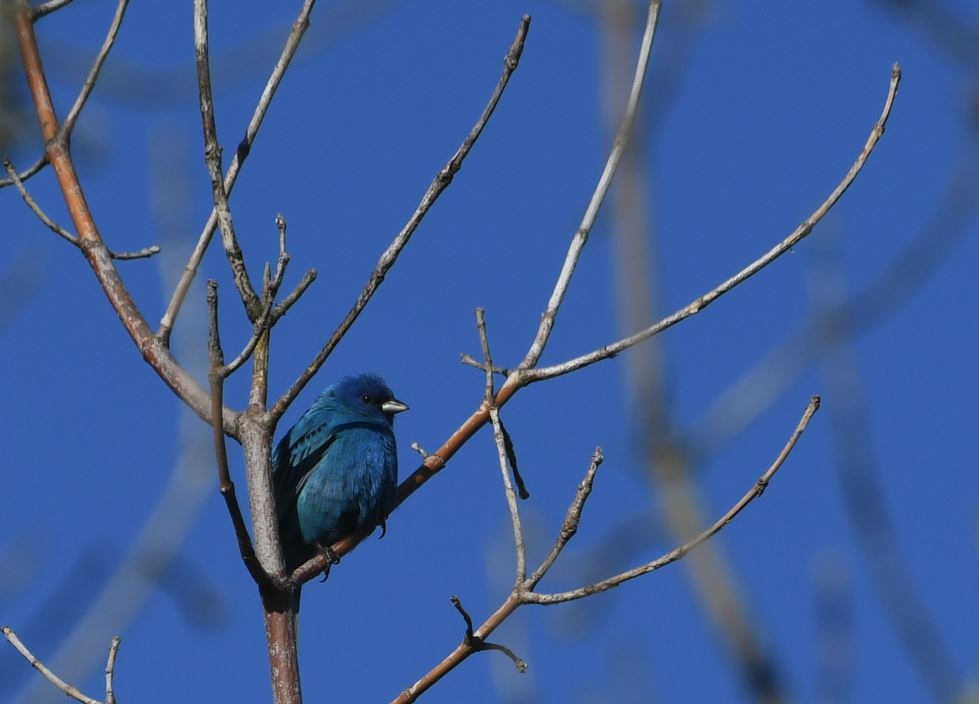 Indigo Bunting - Vinay Prakatoor