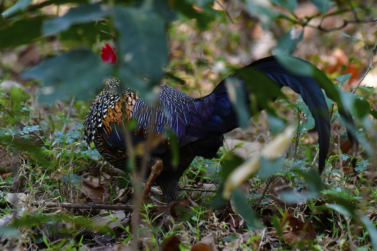 Gray Junglefowl - Sathish Ramamoorthy