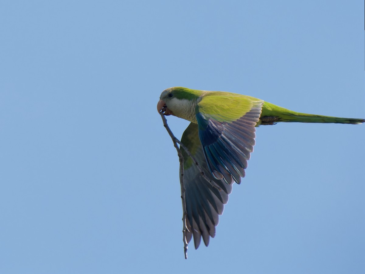 Monk Parakeet - ML618885444