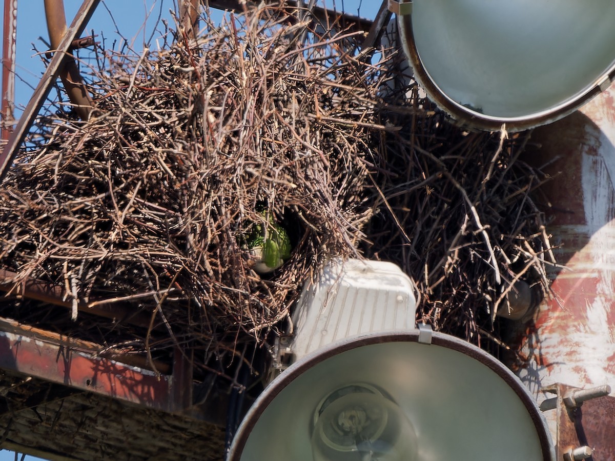 Monk Parakeet - ML618885446