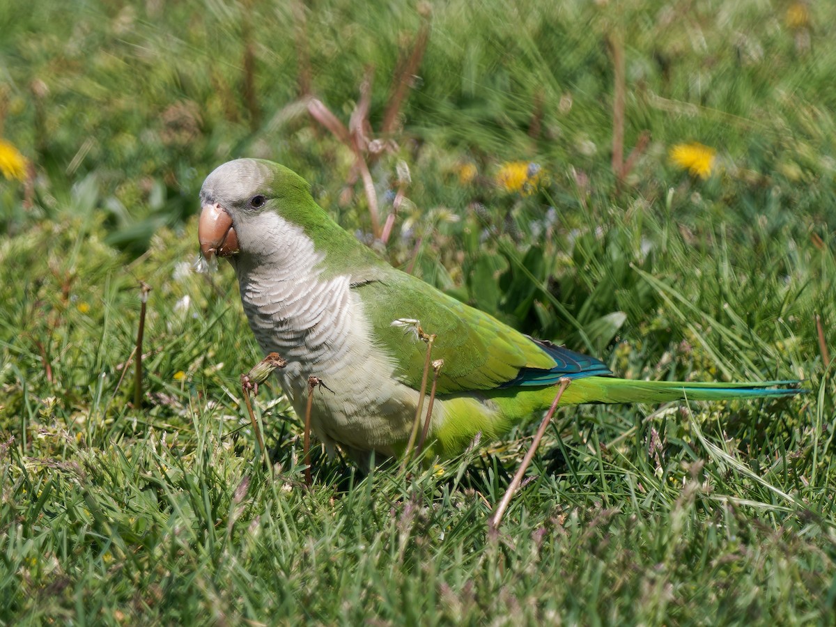 Monk Parakeet - ML618885447