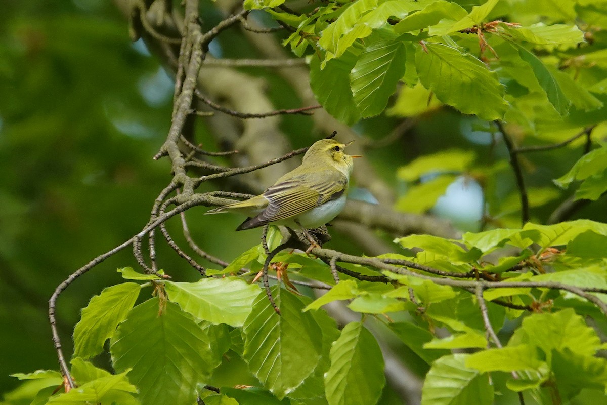 Wood Warbler - Ray Scally