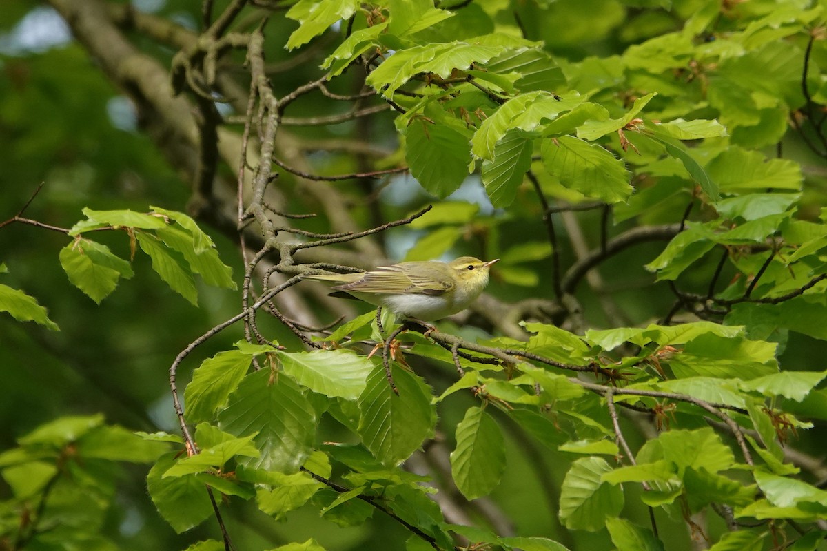 Wood Warbler - Ray Scally