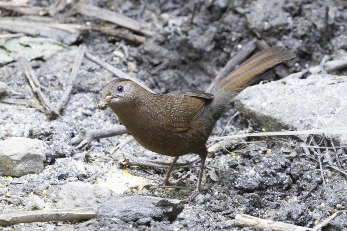 Bhutan Laughingthrush - Robert Lewis