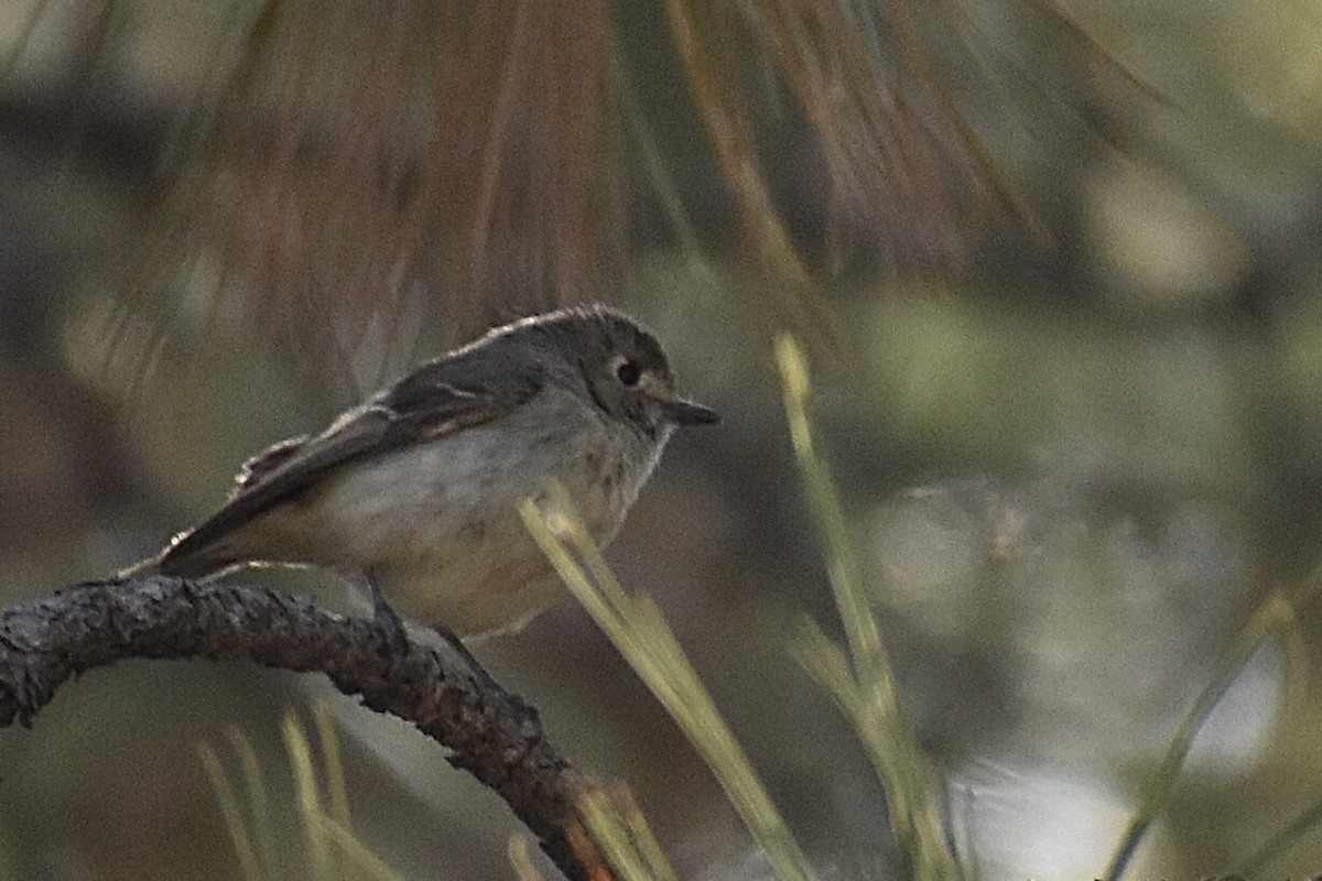 Hutton's Vireo - Christian Feldt