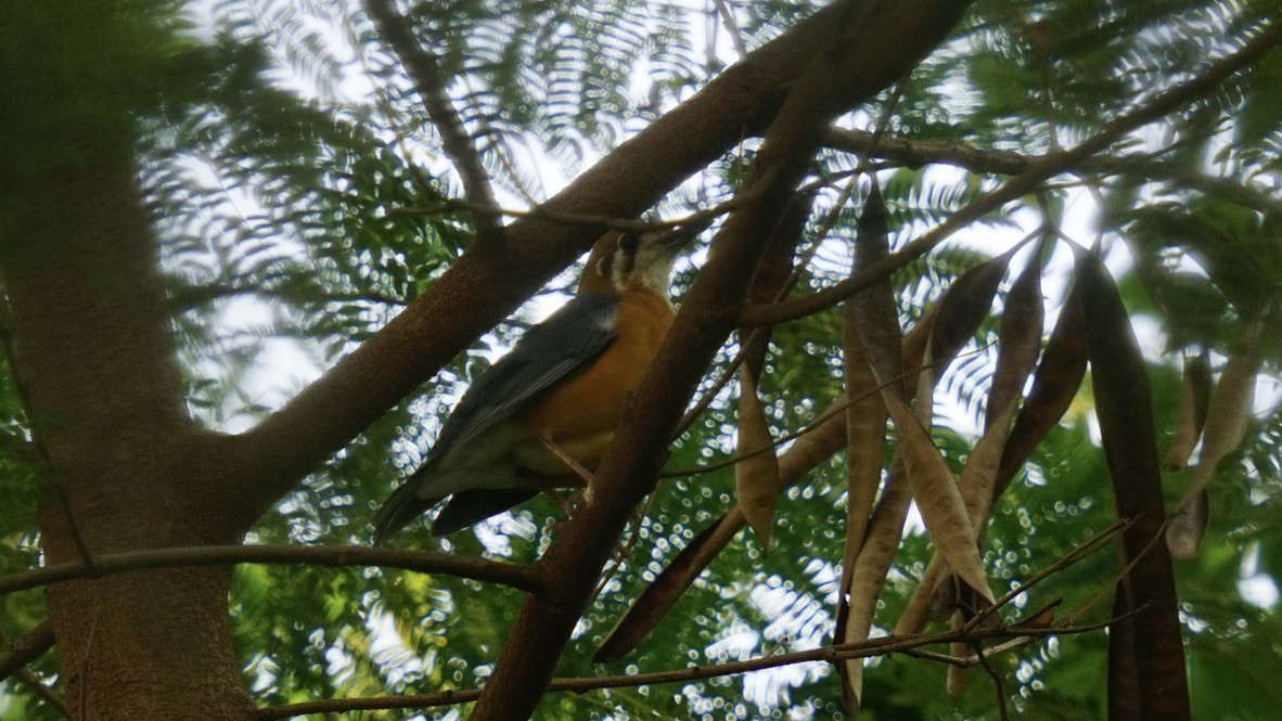 Orange-headed Thrush - Abhijit Ghaskadbi