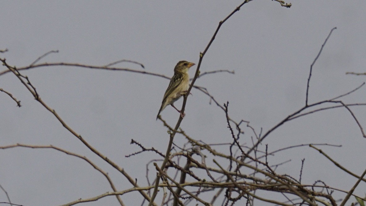 Baya Weaver - Abhijit Ghaskadbi