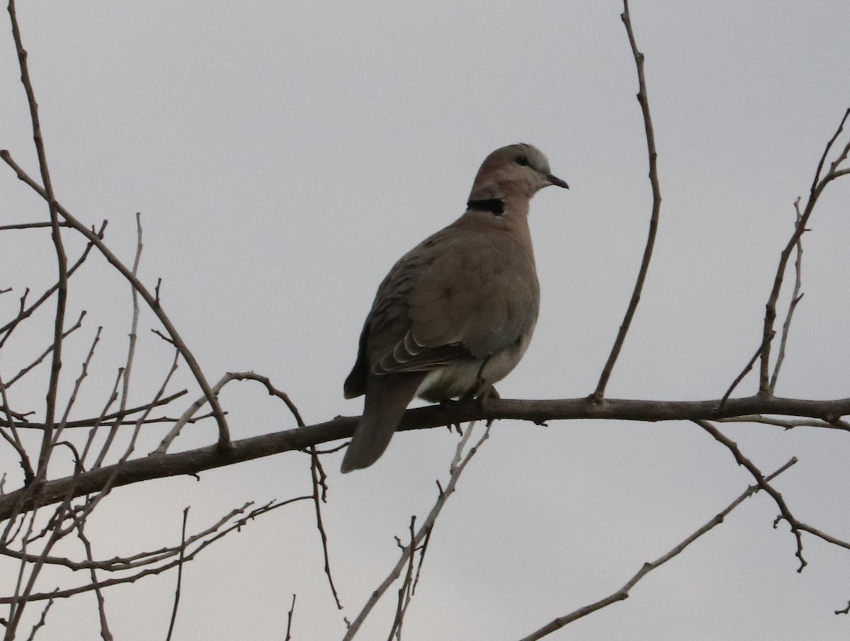 Ring-necked Dove - Nyreen Roberts