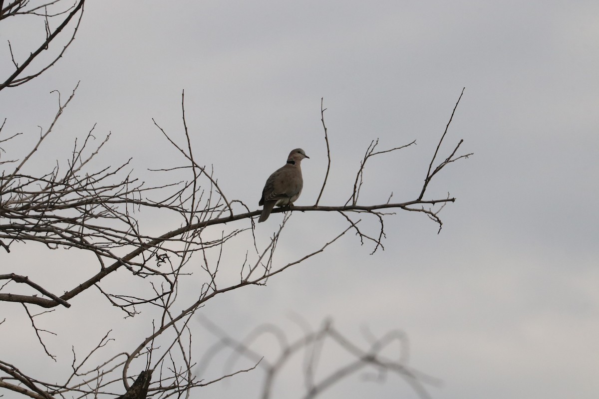 Ring-necked Dove - Nyreen Roberts