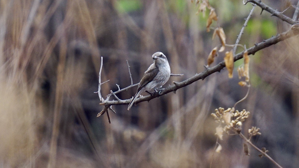 Common Woodshrike - ML618885489