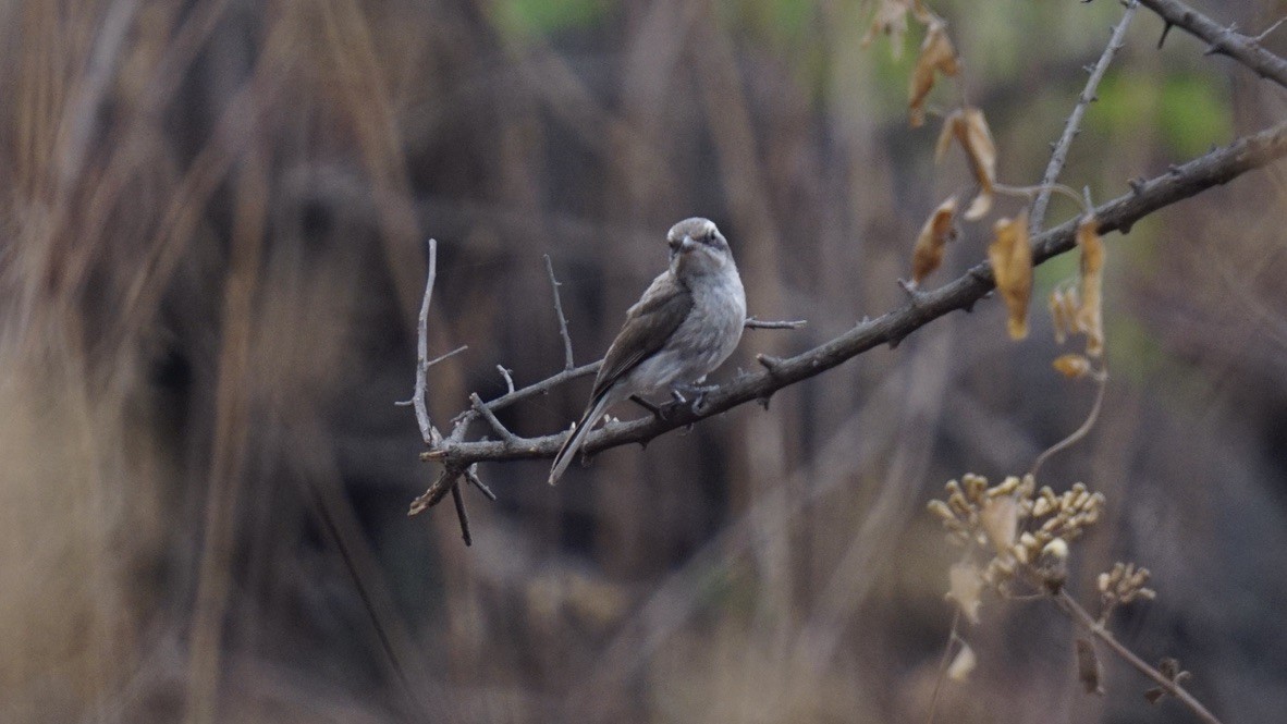 Common Woodshrike - Abhijit Ghaskadbi