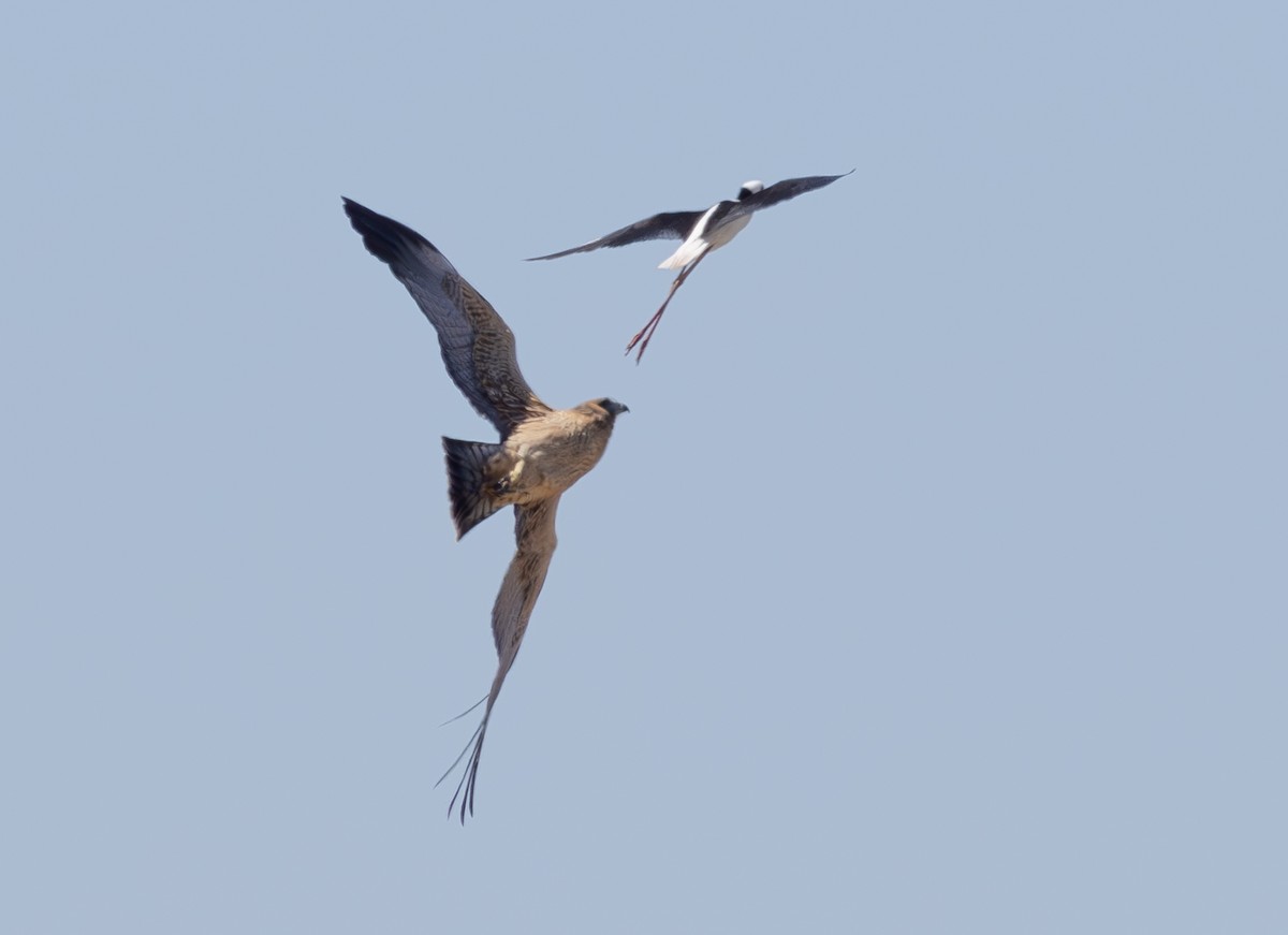 Spotted Harrier - Pedro Nicolau