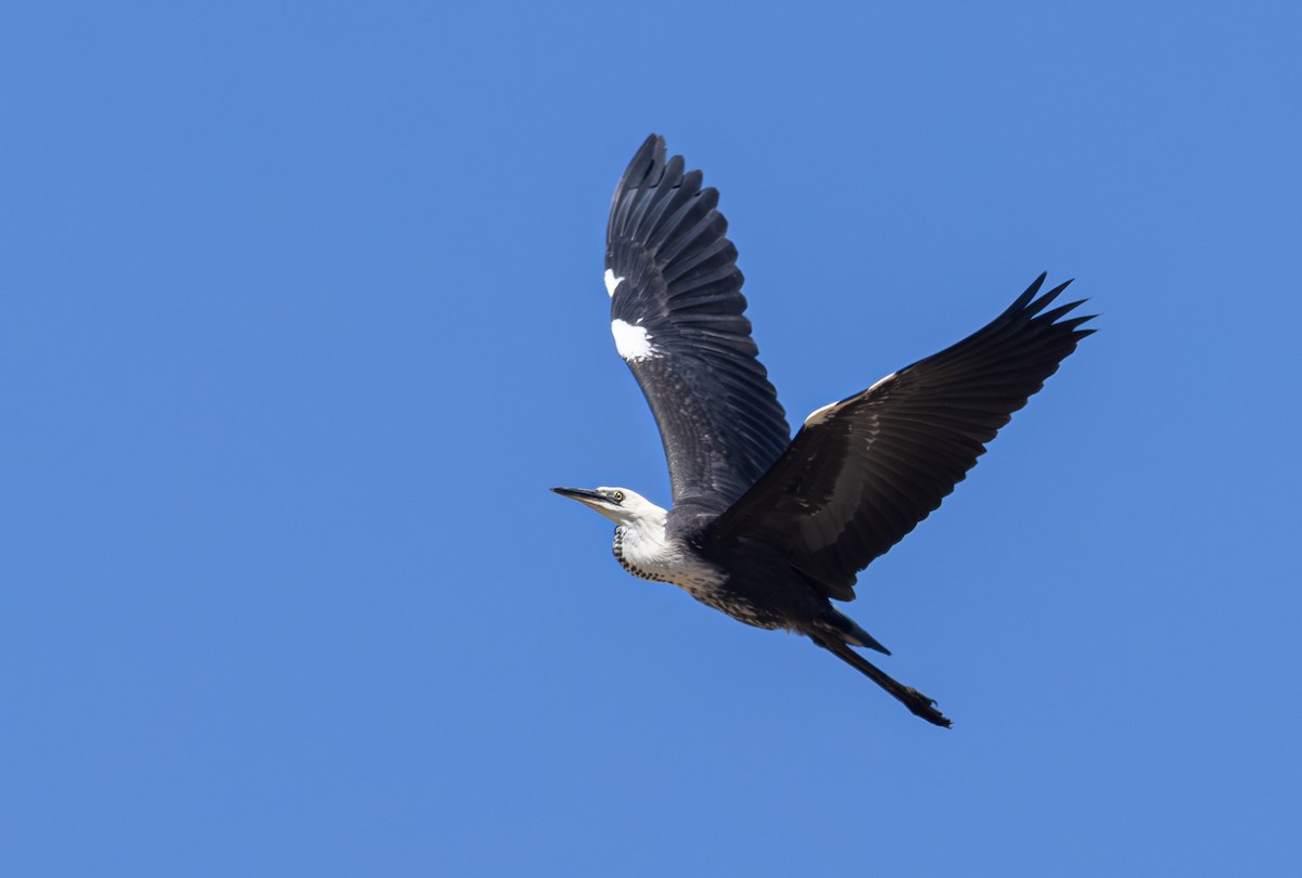 Pacific Heron - Pedro Nicolau