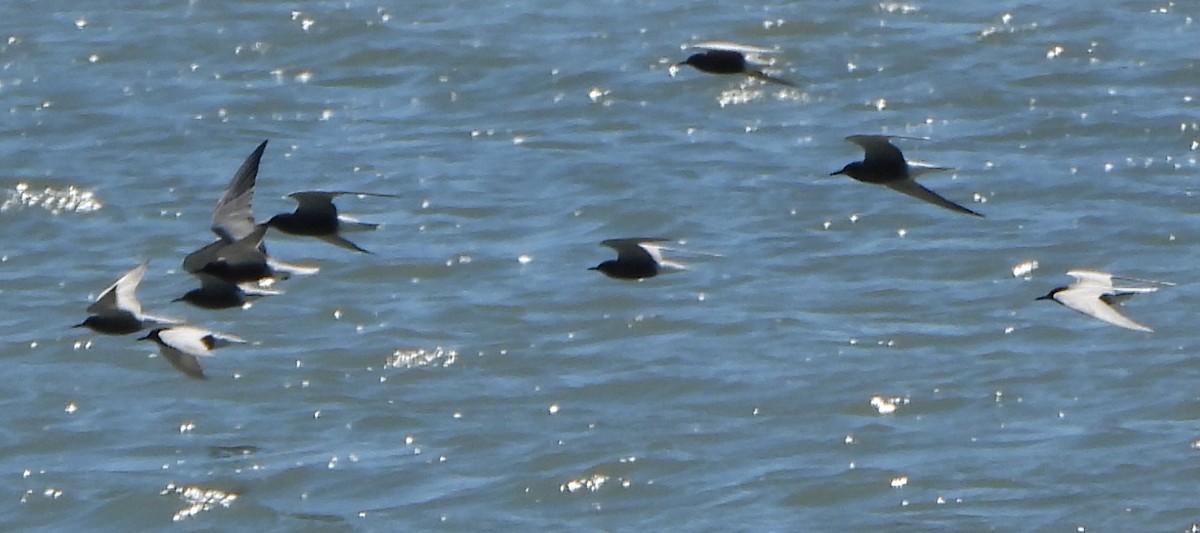 Black Tern - Jiří Šafránek