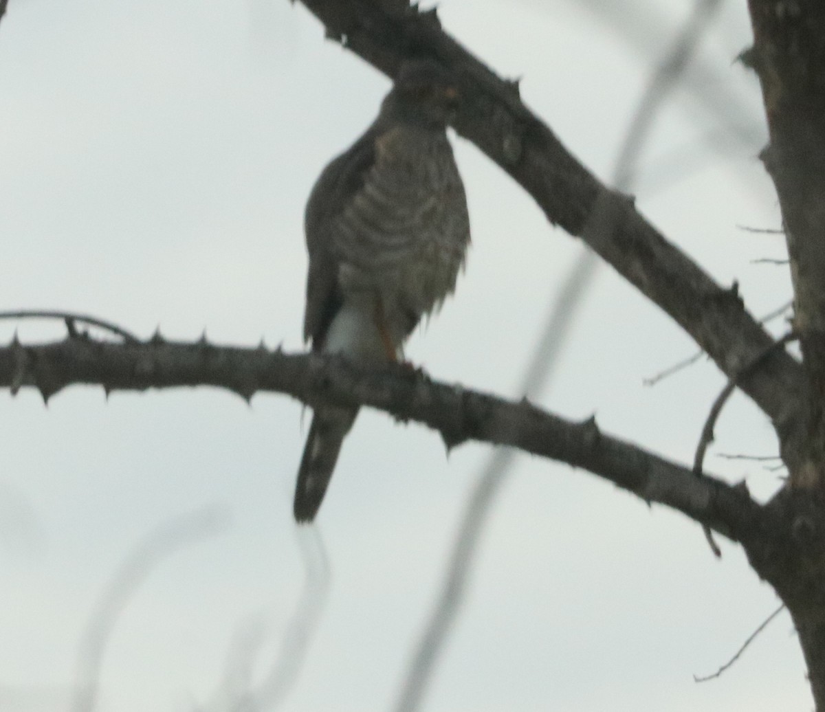 Little Sparrowhawk - Nyreen Roberts