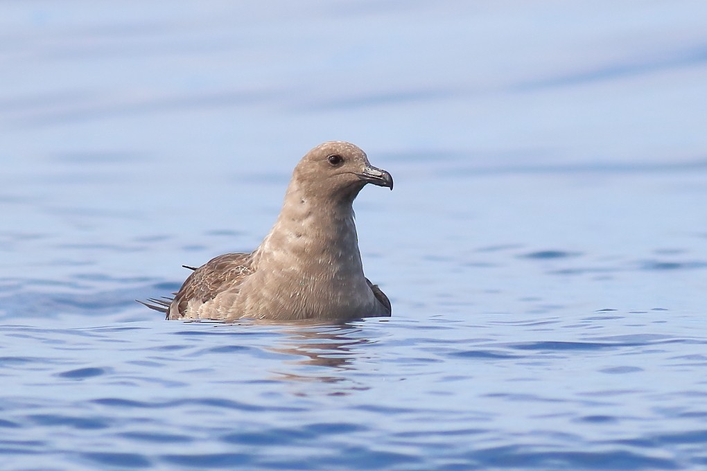 South Polar Skua - Paul Lynch