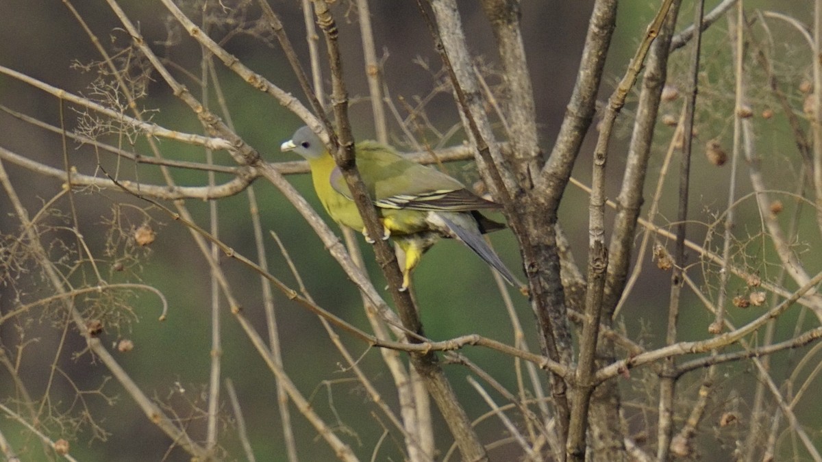 Yellow-footed Green-Pigeon - Abhijit Ghaskadbi