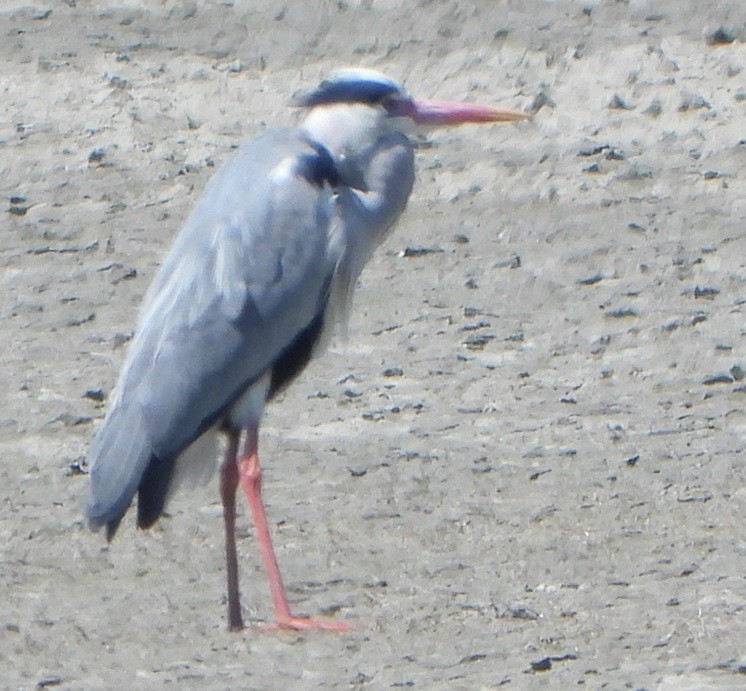 Gray Heron - Jiří Šafránek