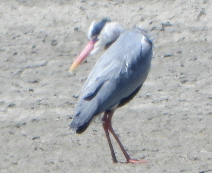 Gray Heron - Jiří Šafránek