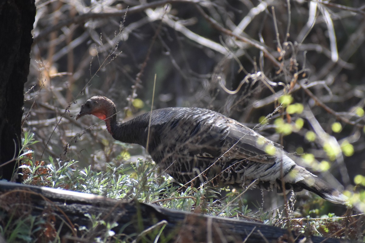 Wild Turkey - Christian Feldt