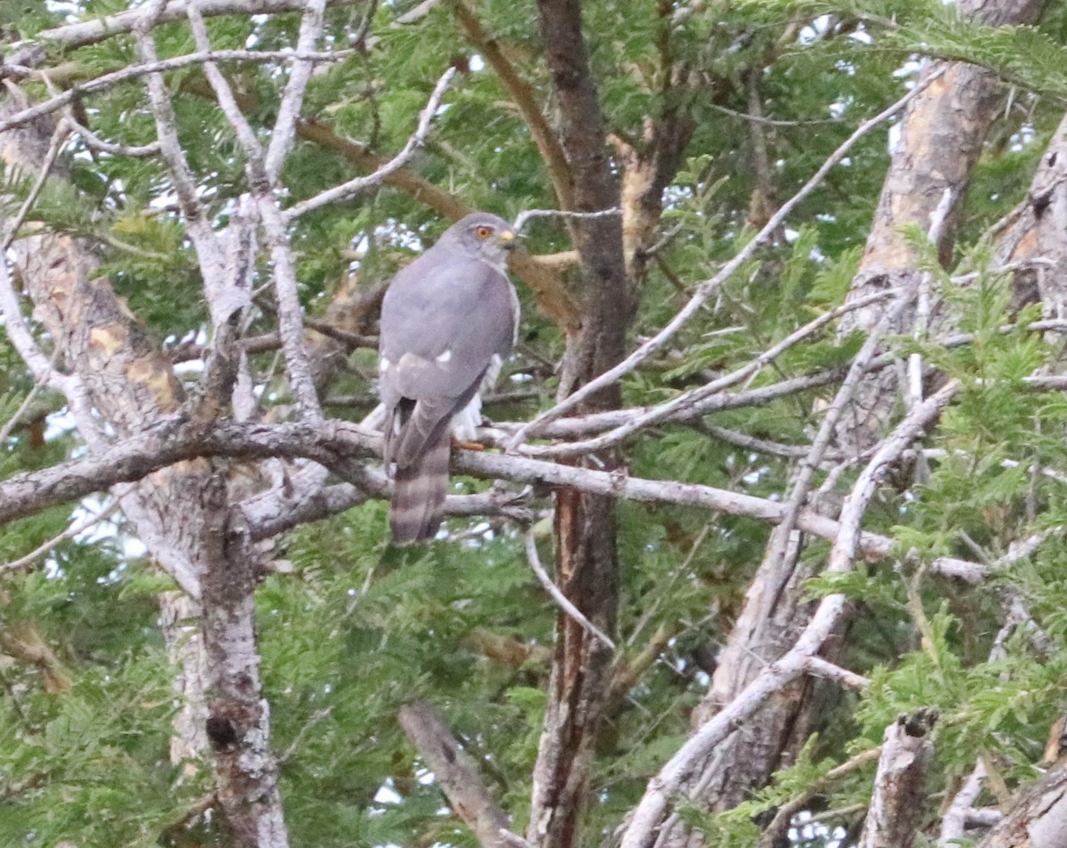 Little Sparrowhawk - Nyreen Roberts