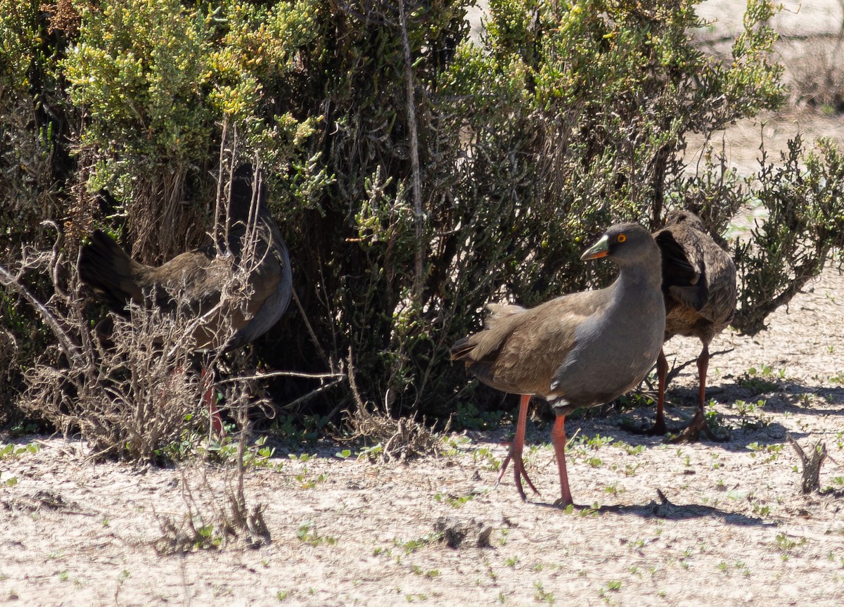 Black-tailed Nativehen - Pedro Nicolau