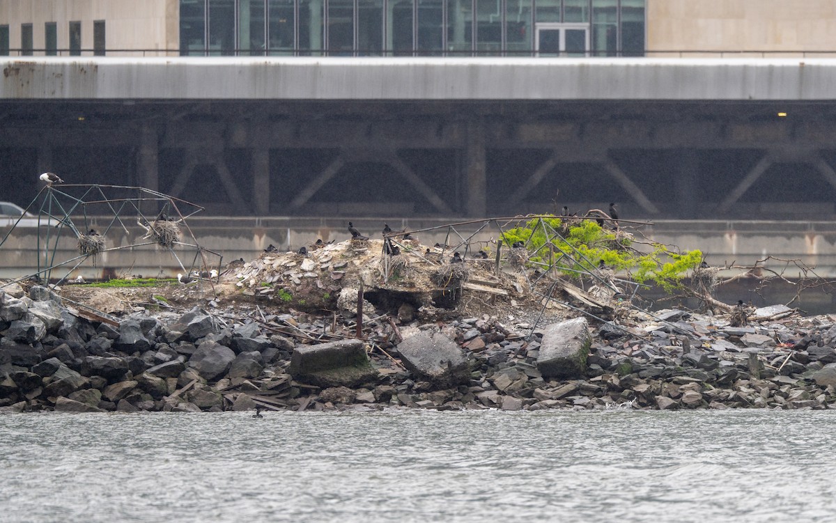 Double-crested Cormorant - ML618885556