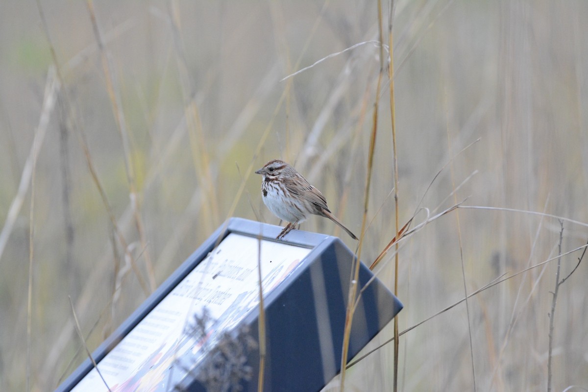 Song Sparrow - Wes Hoyer