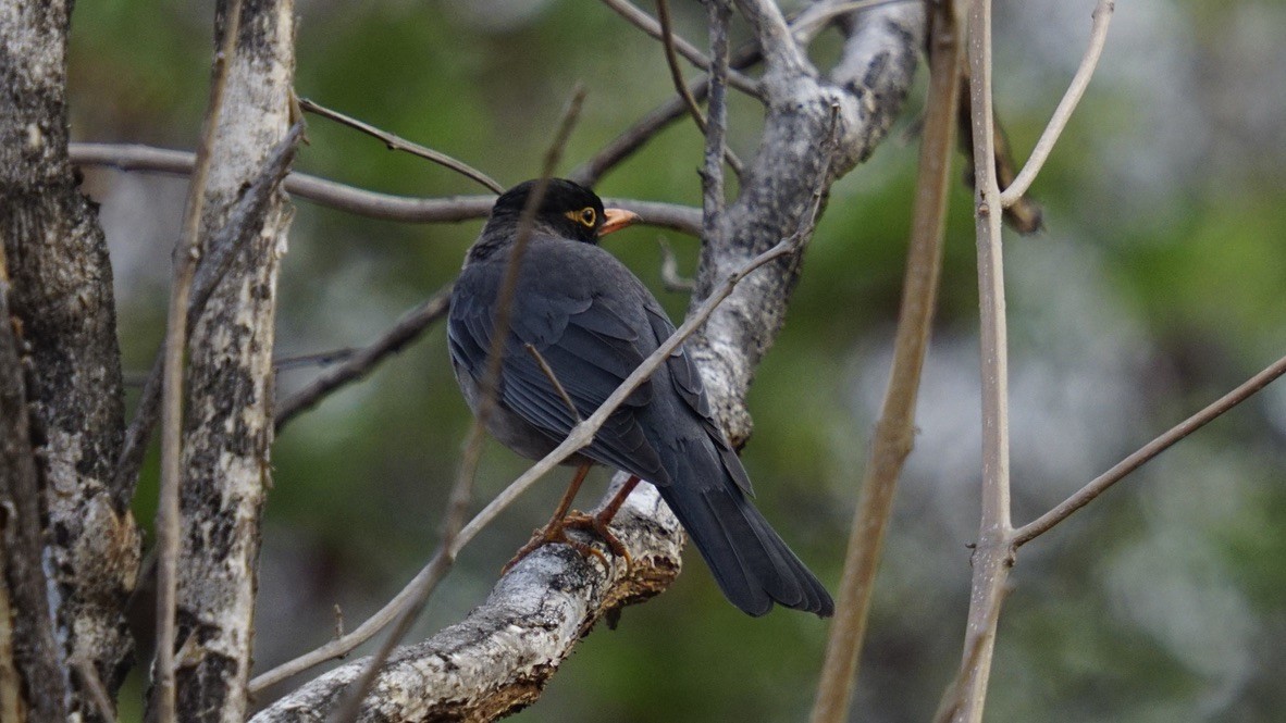 Indian Blackbird - Abhijit Ghaskadbi