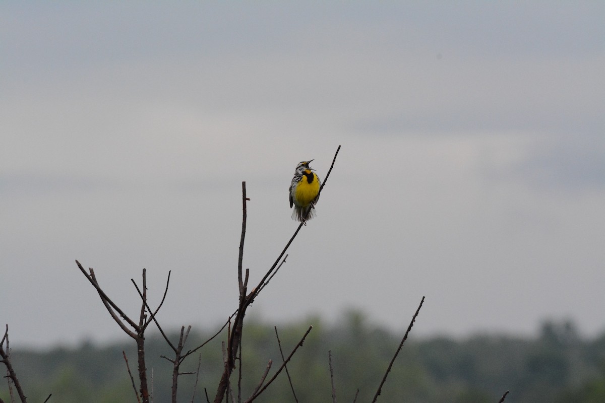 Eastern Meadowlark - Wes Hoyer