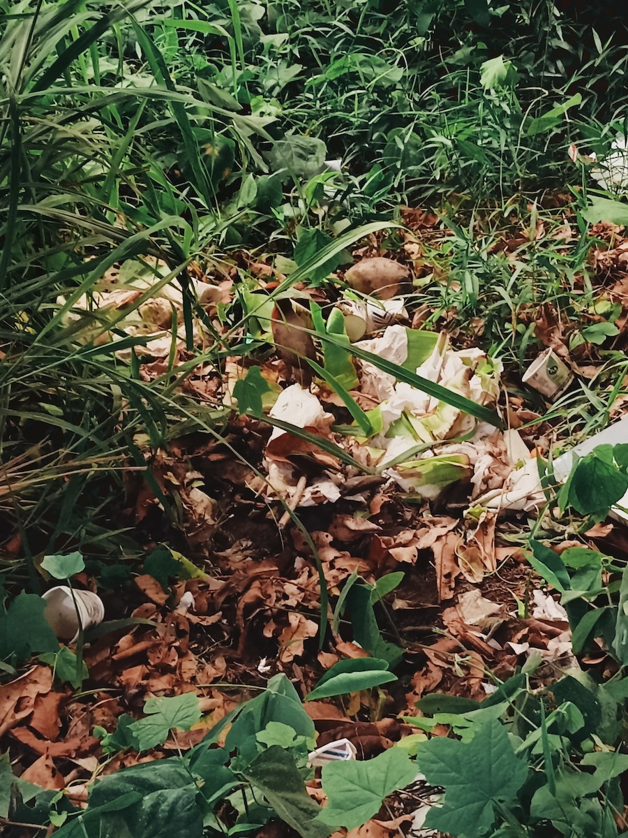 chřástal pruhobřichý - ML618885598