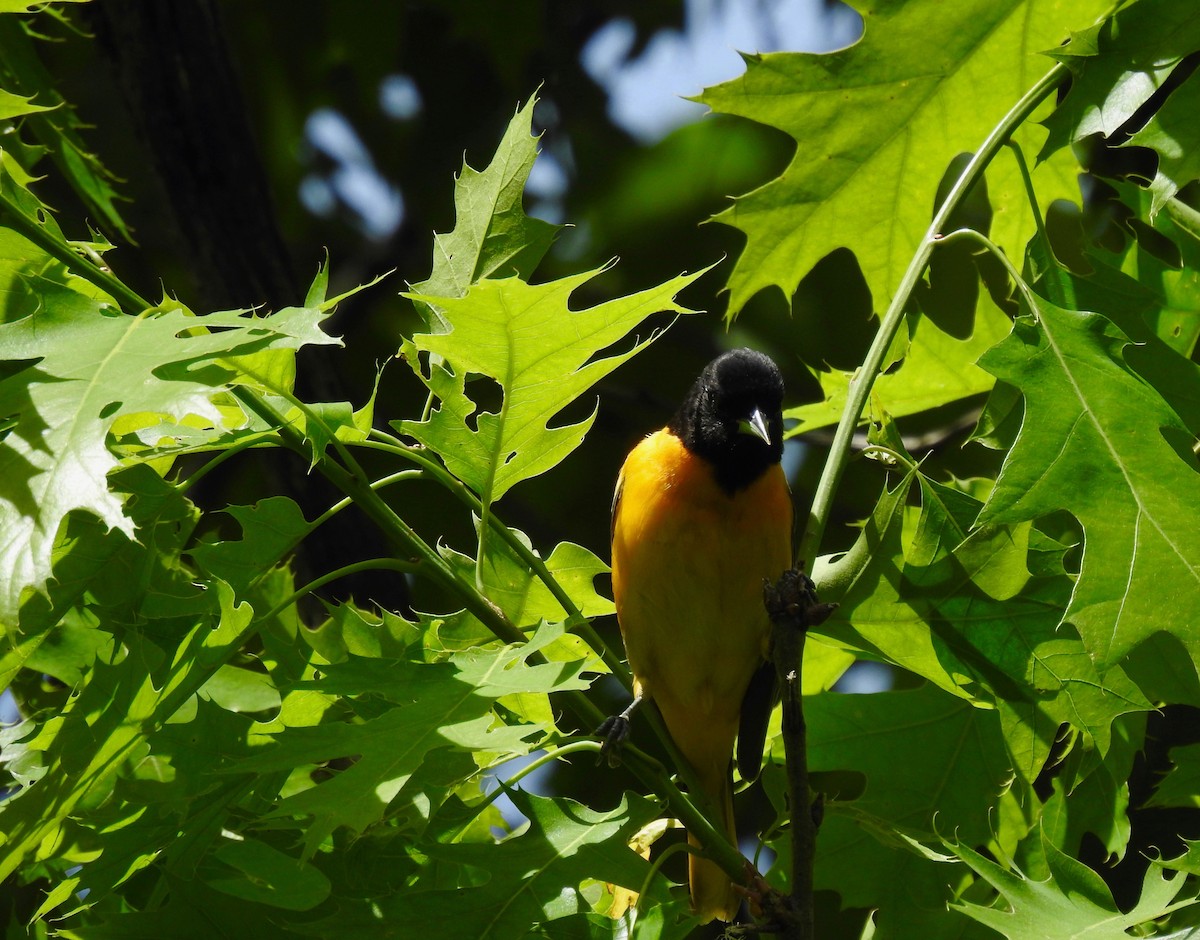 Baltimore Oriole - ML618885601