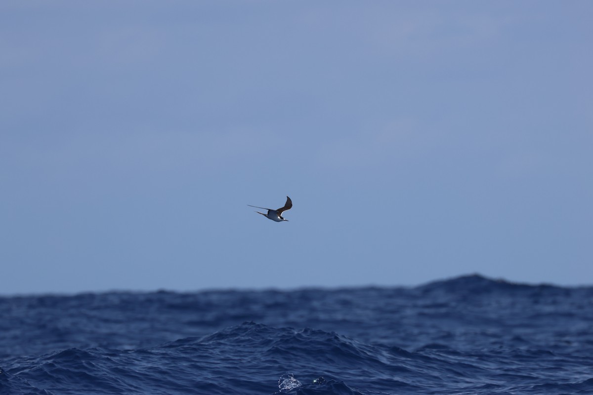 Sooty Tern - Chi-Hsuan Shao