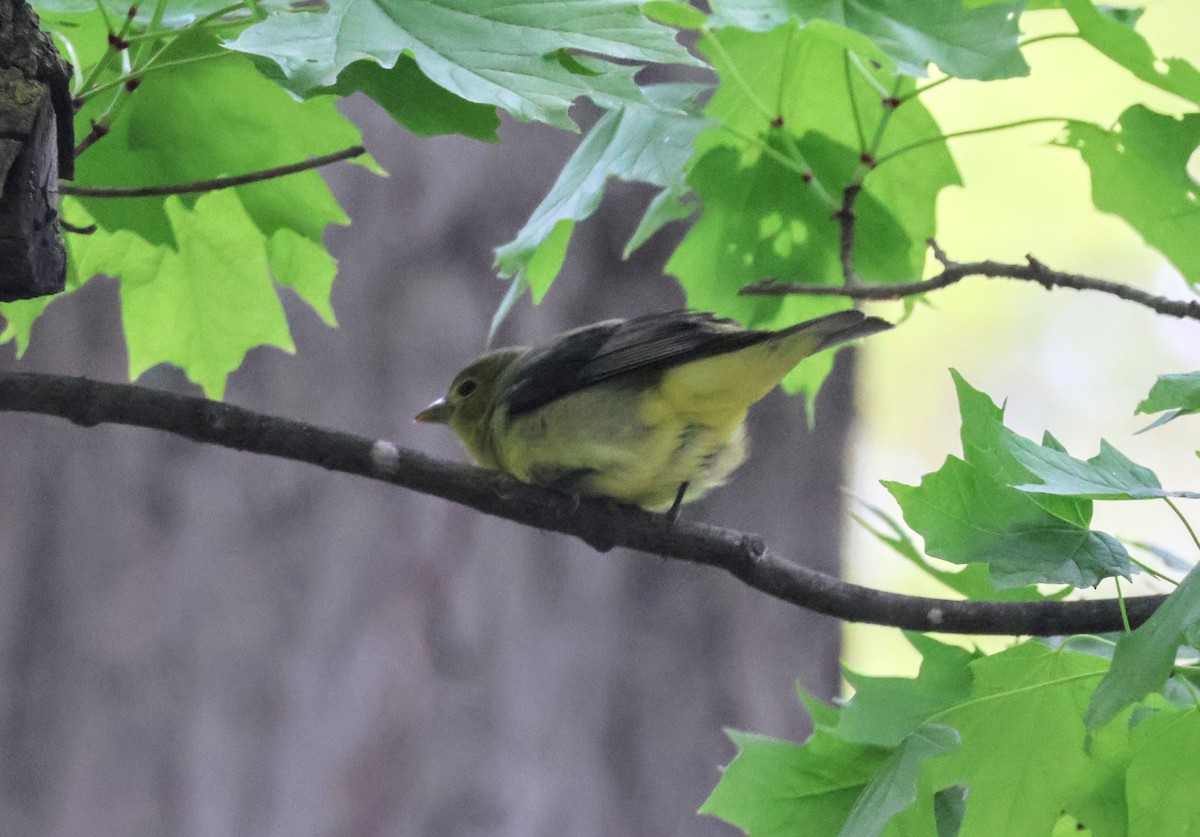 Scarlet Tanager - Mathias Bitter