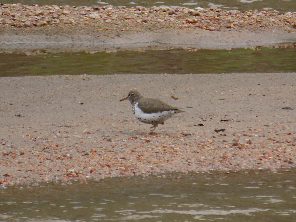 Spotted Sandpiper - Kara L