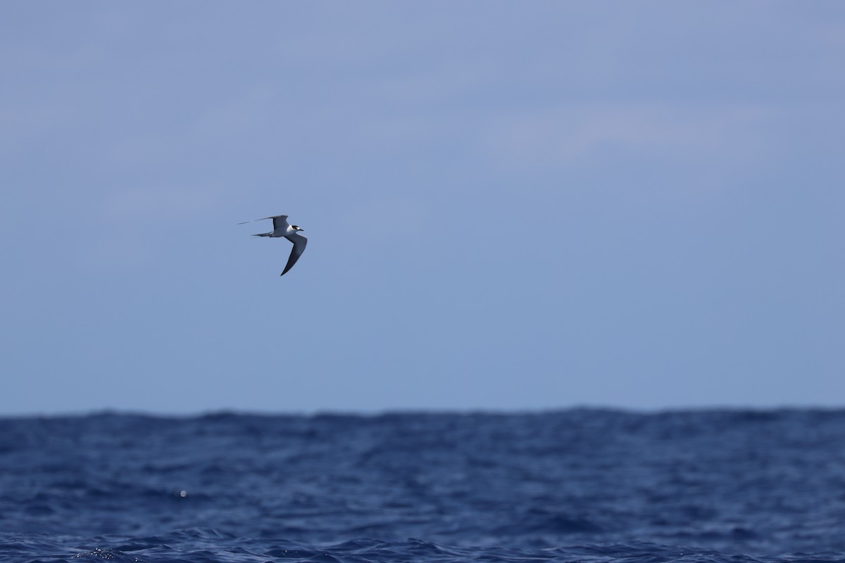 Sooty Tern - Chi-Hsuan Shao