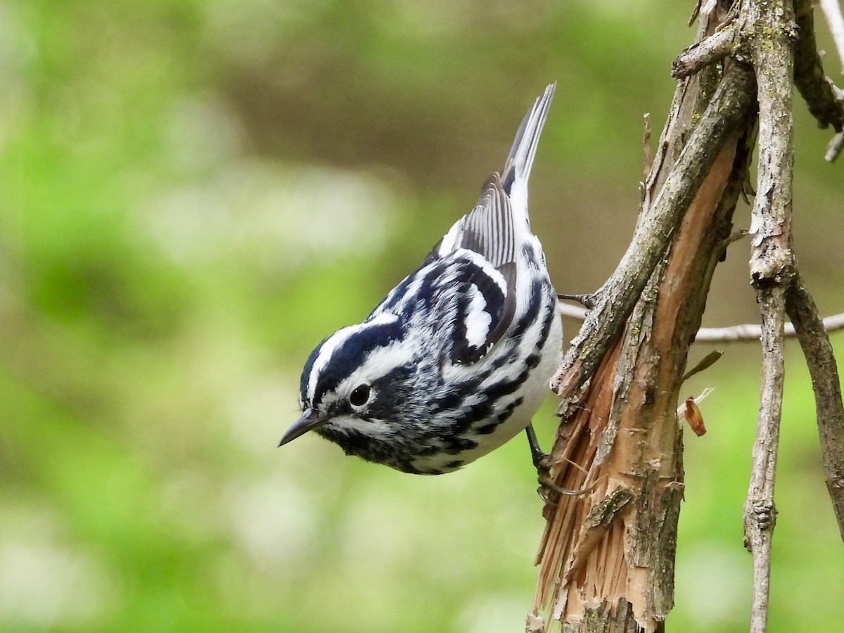 Black-and-white Warbler - ML618885624