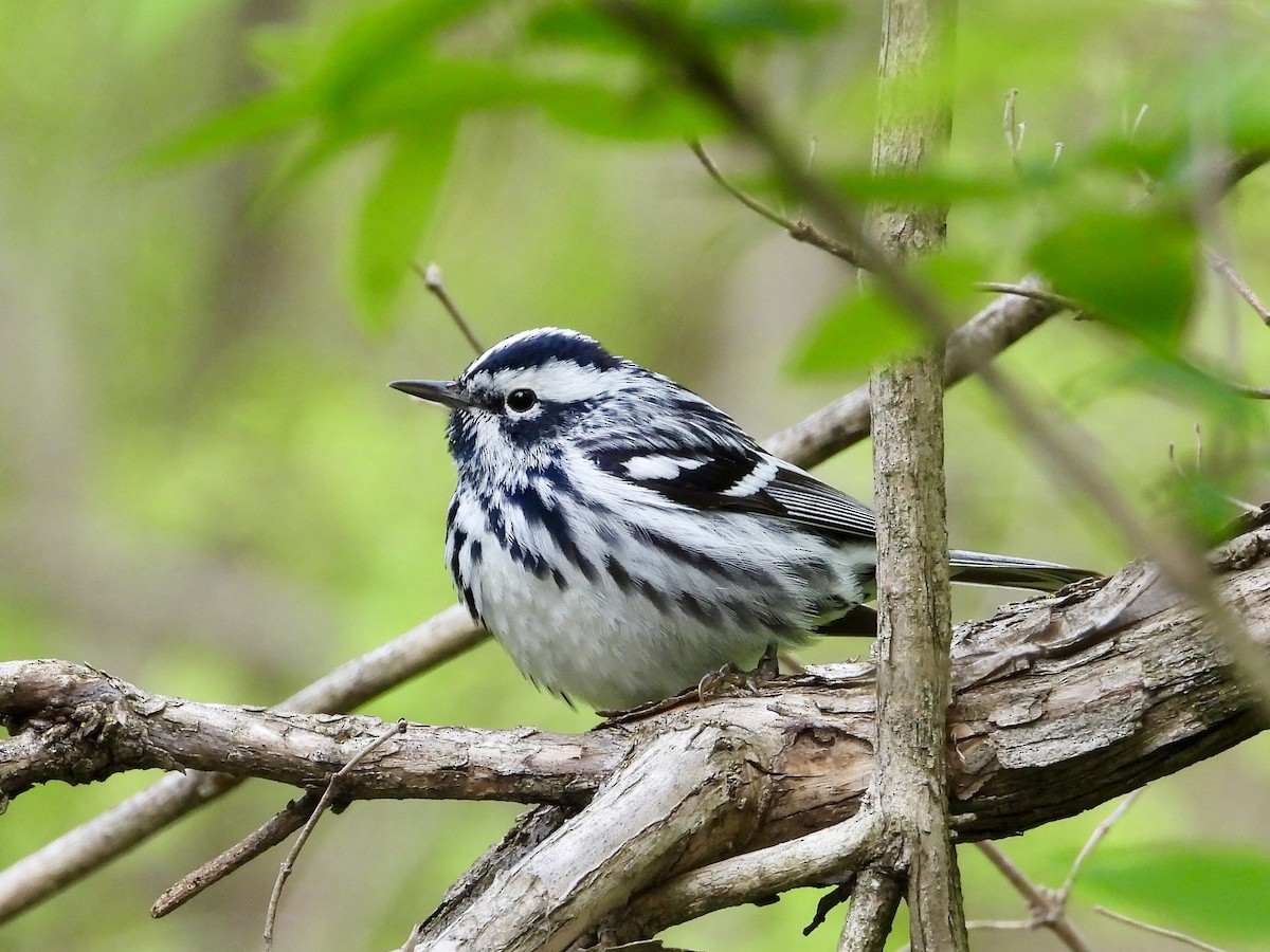 Black-and-white Warbler - ML618885625