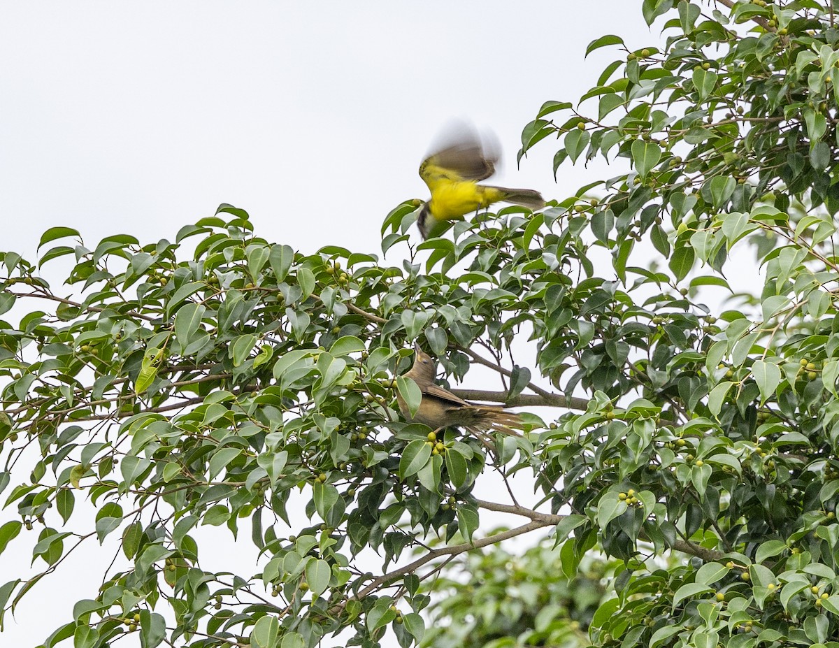 Social Flycatcher - Clarisse Odebrecht